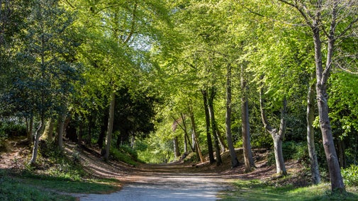 A sunlit woodland path winding through tall, leafy green trees, with dappled light falling across the pale dirt trail in a peaceful forest setting.